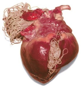 heartworms in a dog
